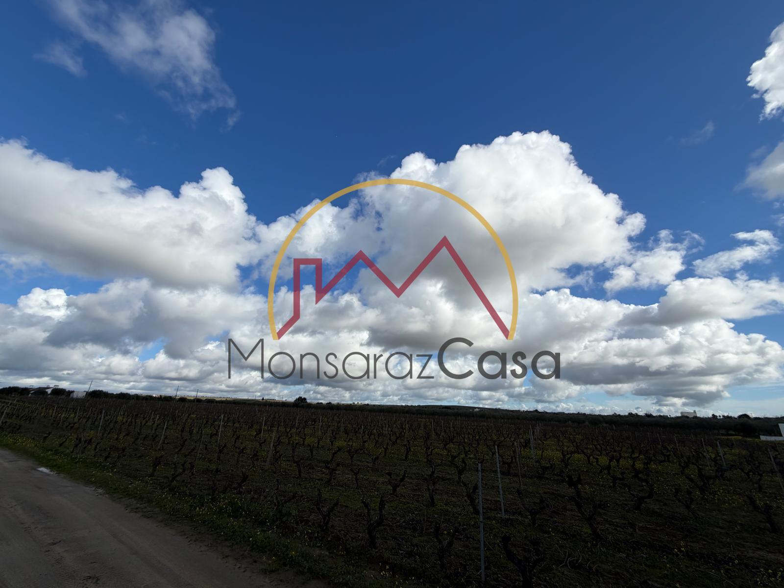 Vinha  em Reguengos de Monsaraz