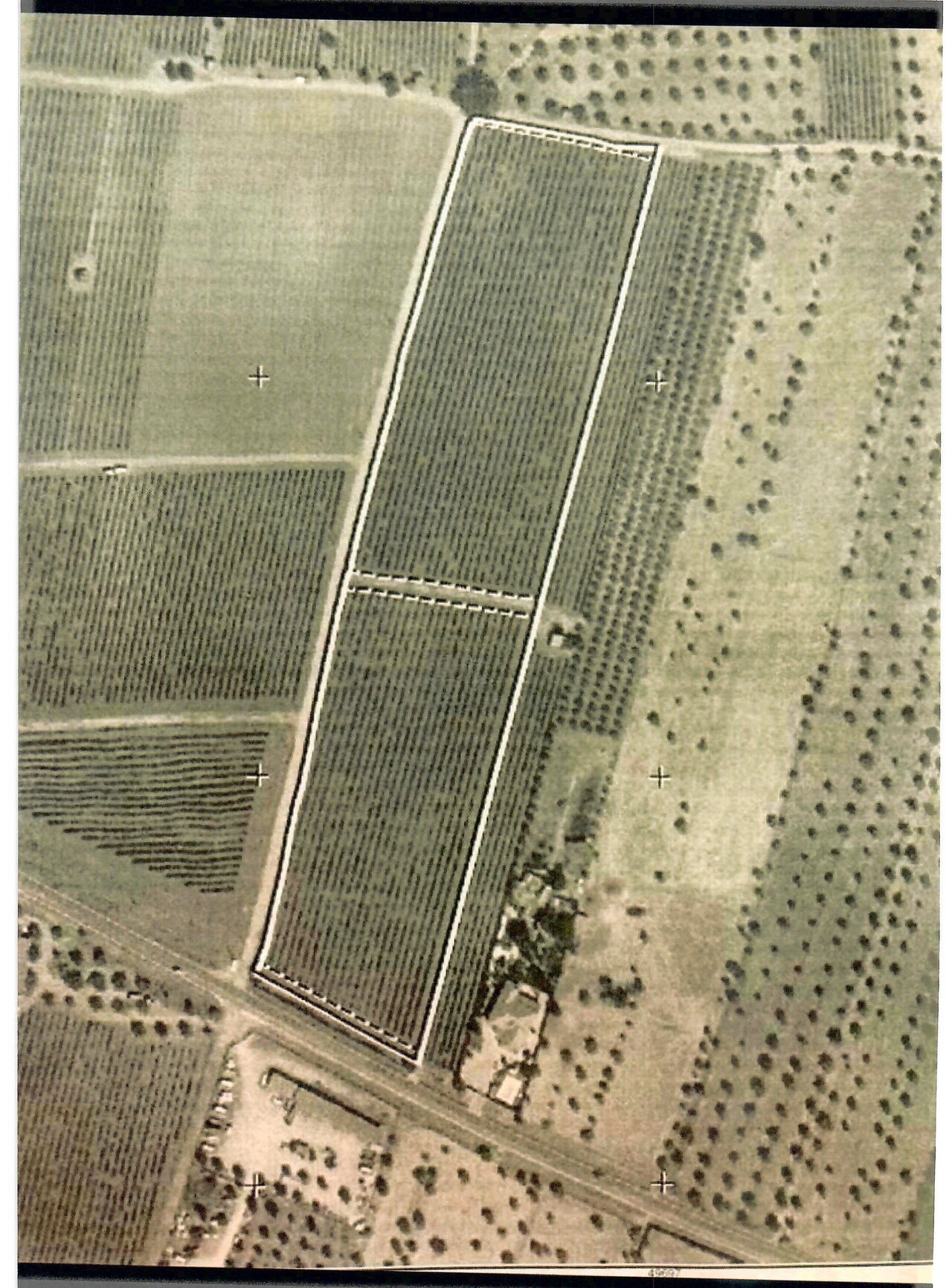 Vinha  em Reguengos de Monsaraz