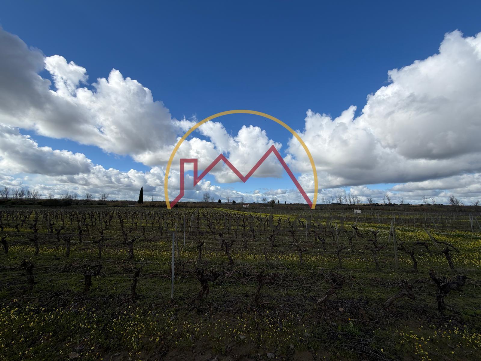 Vinha  em Reguengos de Monsaraz