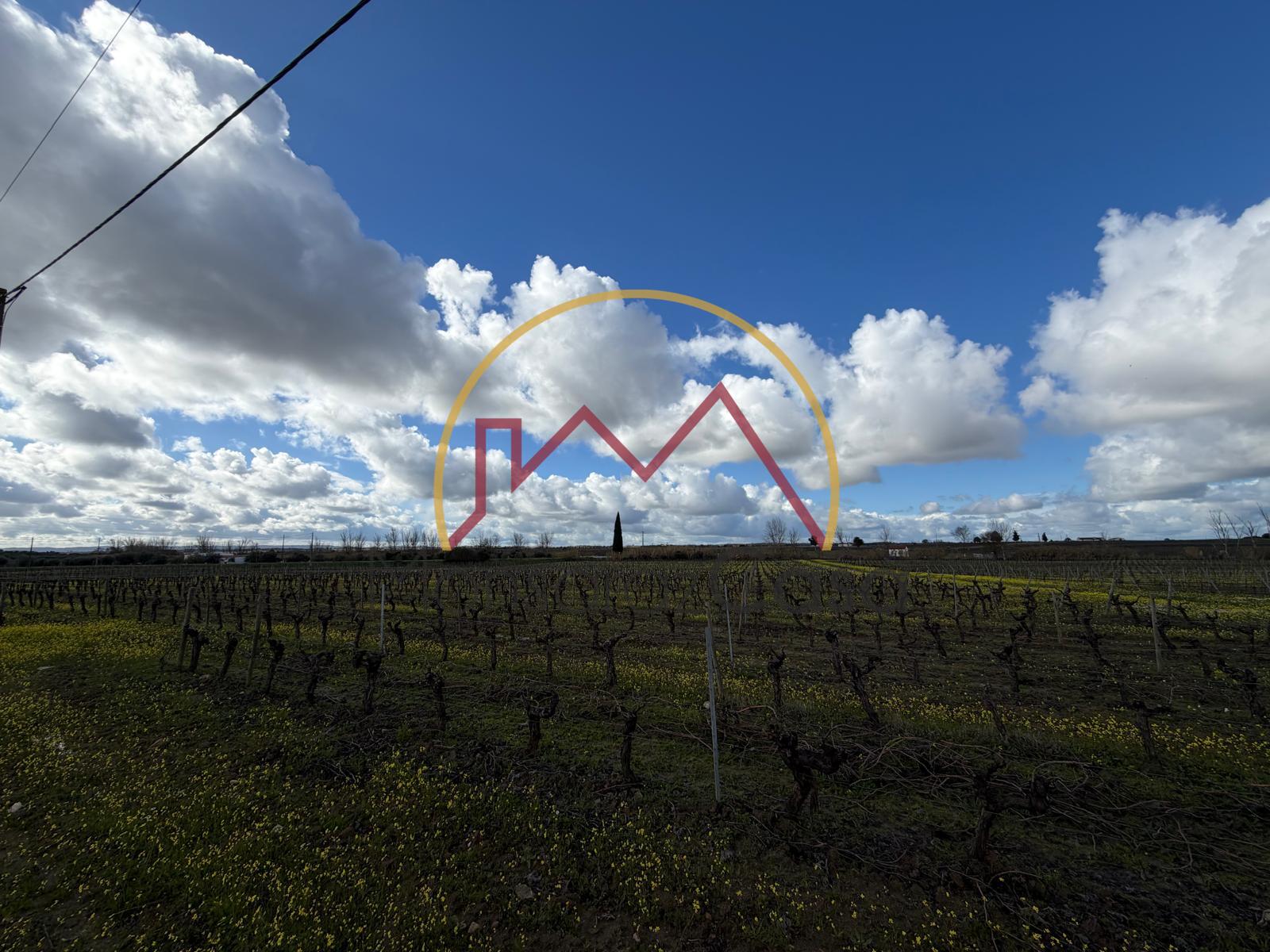 Vinha  em Reguengos de Monsaraz