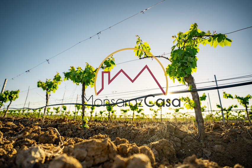 Vinha  em Reguengos de Monsaraz