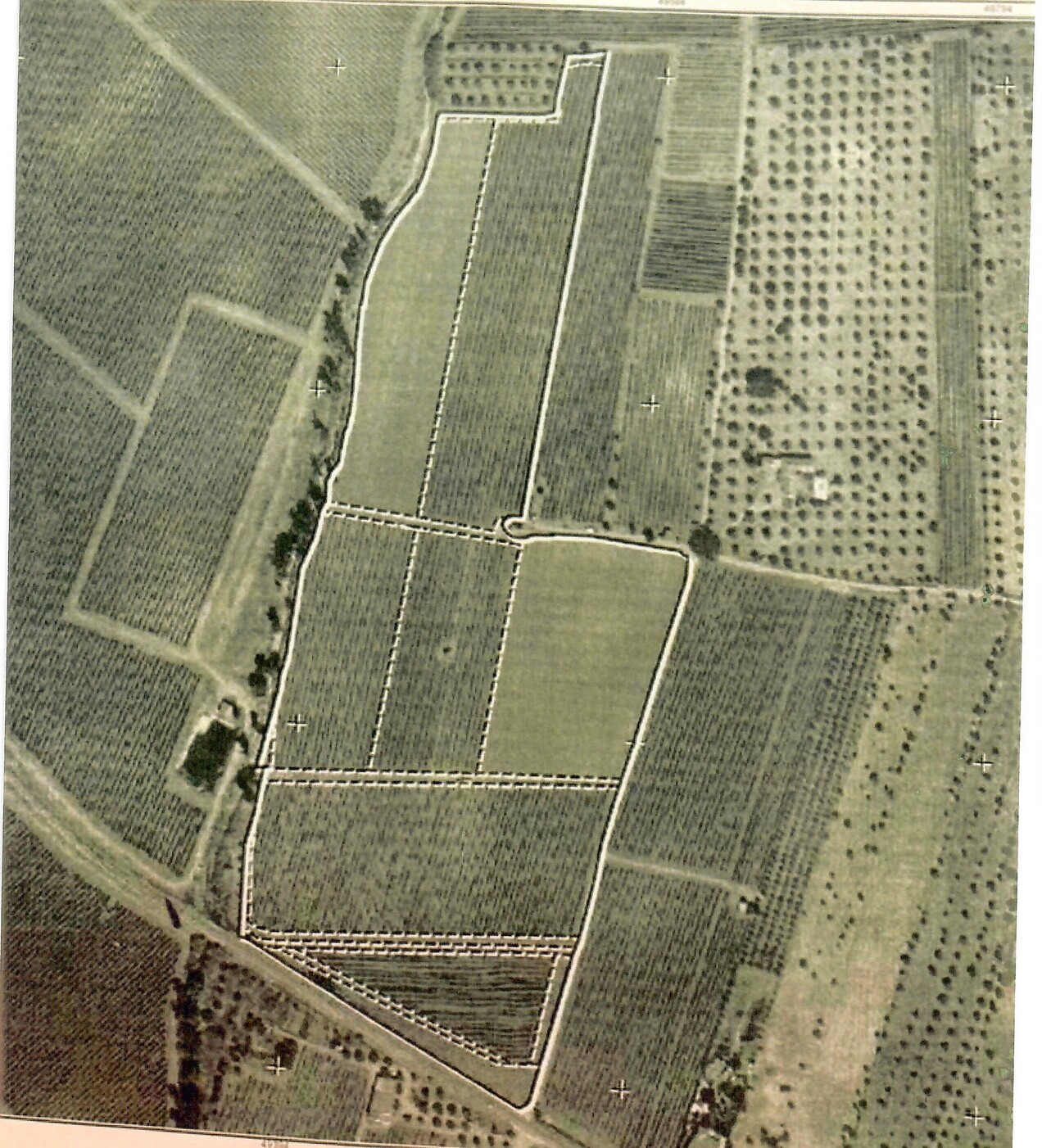 Vinha  em Reguengos de Monsaraz