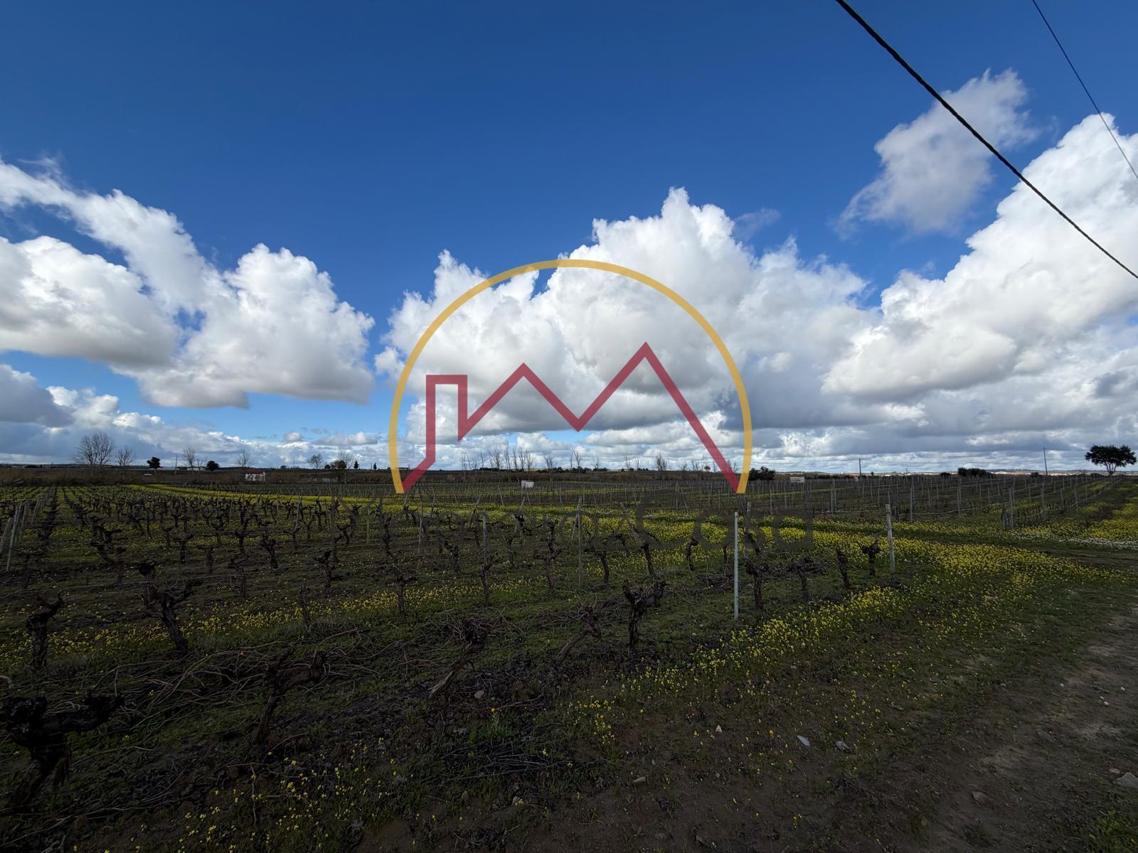 Vinha  em Reguengos de Monsaraz