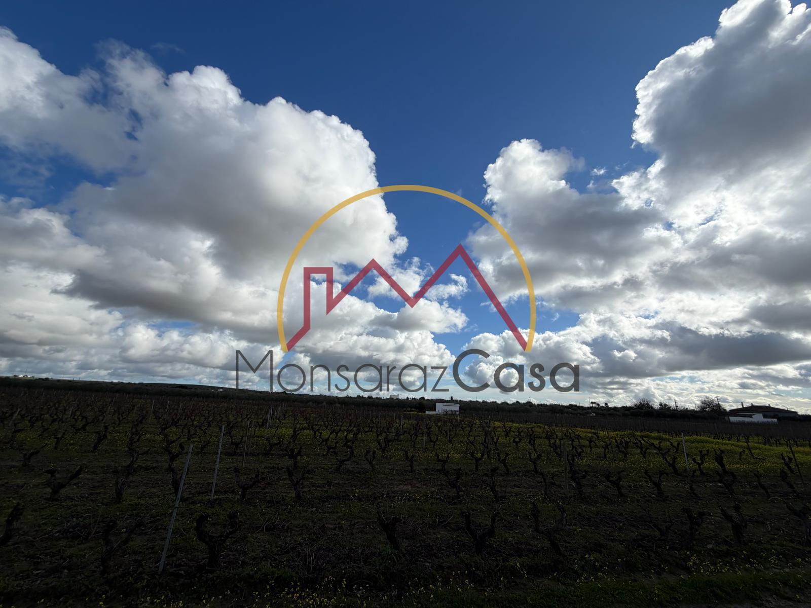 Vinha  em Reguengos de Monsaraz