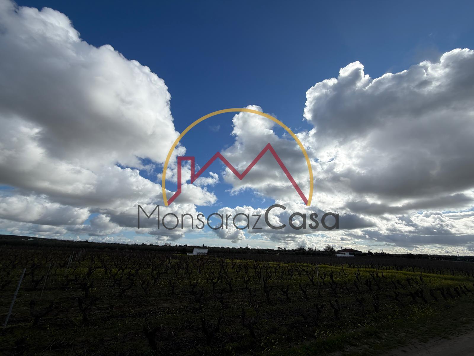 Vinha  em Reguengos de Monsaraz