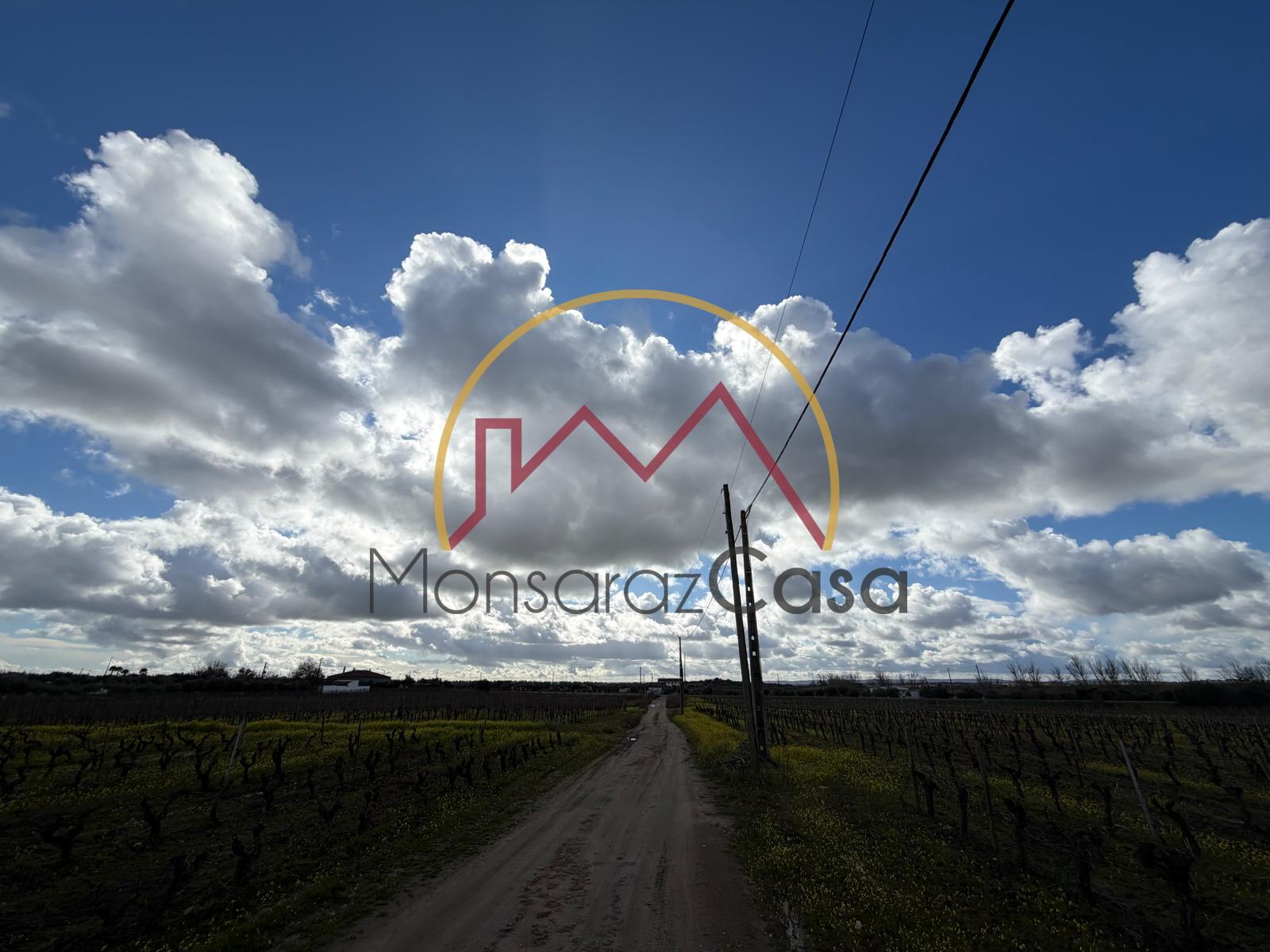 Vinha  em Reguengos de Monsaraz