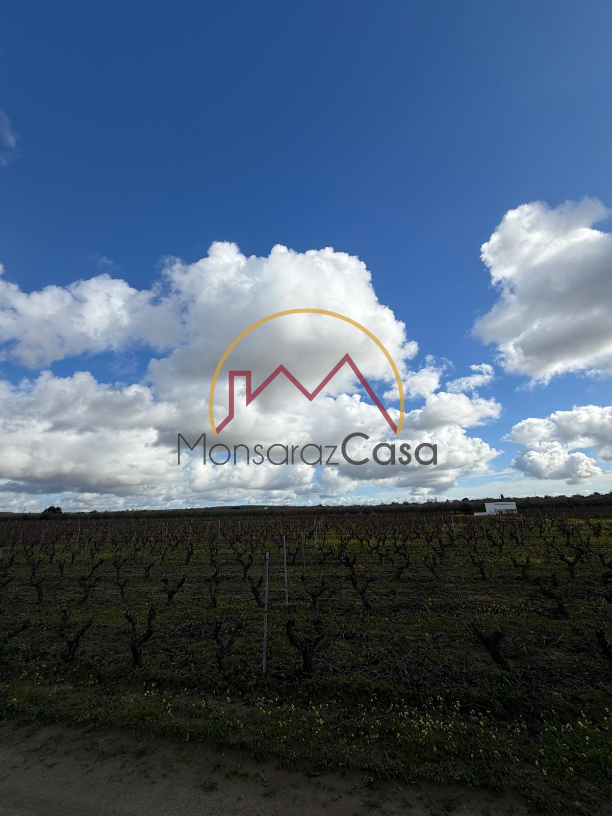 Vinha  em Reguengos de Monsaraz